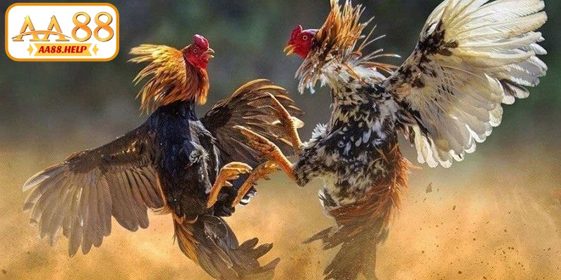 Yếu tố tạo nên sự hấp dẫn của đá gà trực tiếp Thomo 24/7